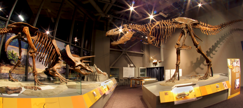 Photograph of the State Heritage Center dinosaur exhibit featuring a tyrannosaurus and triceratops