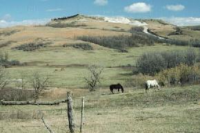 Several, white piles of crushed carbonate rock stand along the southern end of North Killdeer Mountain, Dunn County. The carbonate and siltstone was obtained from the adjacent caprock.(Photo by E. Murphy, NDGS).